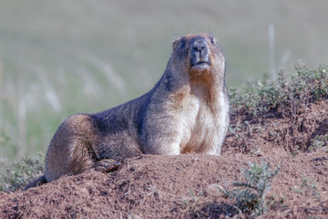 cute furry marmots