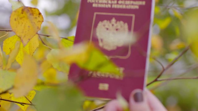 Russian passport and birch leaves