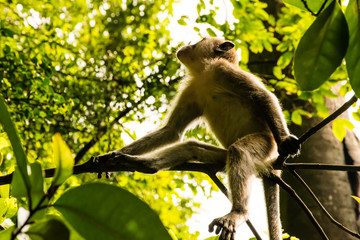 Makake auf einem Baum