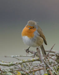 robin
