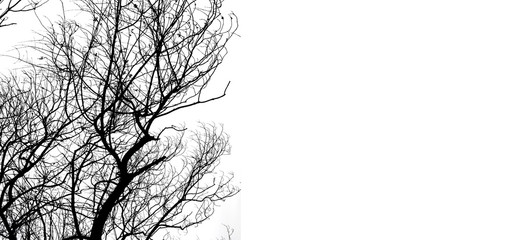 Abstract bare tree branches. Space for text. Place for text.