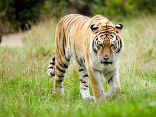 An Amur Tiger