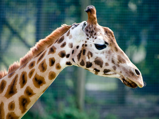 Rothschild Giraffe
