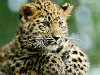 Amur Leopard Cub