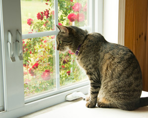Brown tabby cat looking out of a window