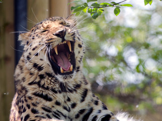 Amur Leopard