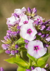 Beautiful light purple Phlox blooms in summer garden