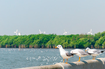 Seagull in mangrove forest