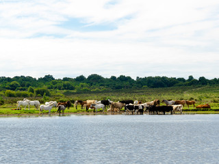 Gathering Cows and Horses