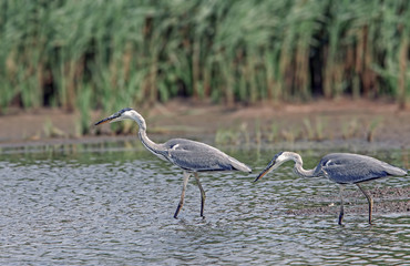 Two herons in a pond