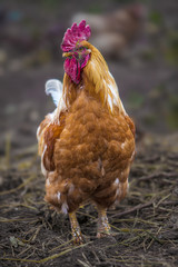 colorful handsome rooster