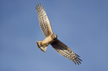 A female Northern Harrier flies close by on a bright sunny afternoon with a blue sky background.