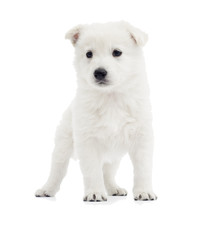 White Swiss Shepherd