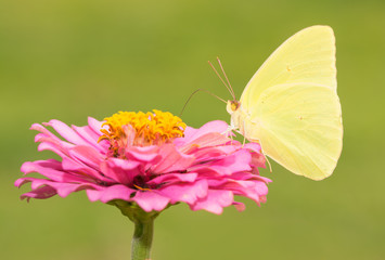 Bright yellow Phoebis sennae, Cloudless Sulphur butterfly on pink flower against green background