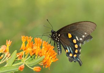 Pipevine Swallowtail butterfly feeding on Butterflyweed