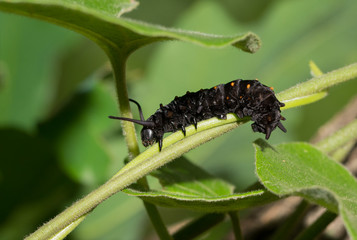 Pipevine Swallowtail caterpillar on a Dutchman's Pipevine