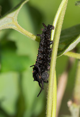 Naklejka premium Black Pipevine Swallowtail caterpillar climbing on a Pipevine