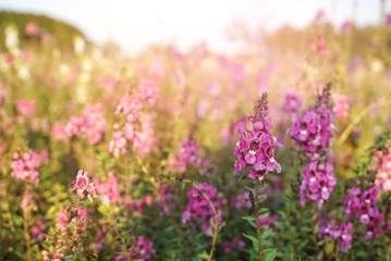 Obraz premium purple spring flower garden with sunset light background 