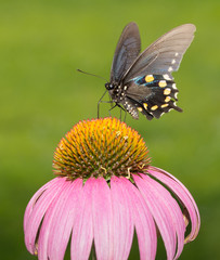 Pipevine Swallowtail butterfly feeding on Purple Coneflower