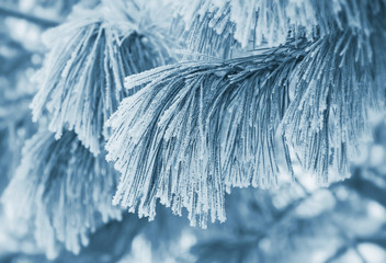 Winter scene with cedar branch covered with frost.