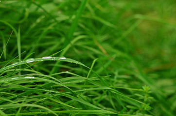 Fresh green grass with waterdrops close up