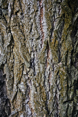 Bark old tree