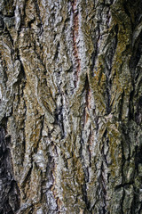 Fototapeta premium Bark old tree