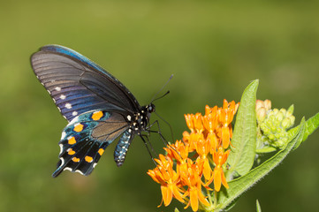 Obraz premium Pipevine Swallowtail butterfly on orange butterflyweed