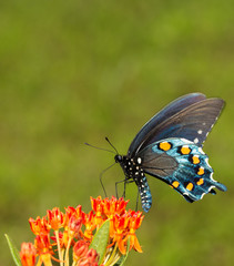 Obraz premium Battus philenor, Pipevine Swalowtail butterfly, feeding on an orange Butterflyweed