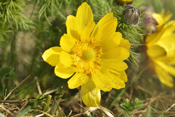 Detail of a spring pheasant's eye (Adonis vernalis) flower