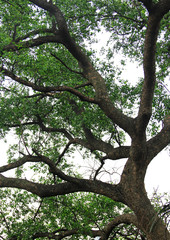 Obraz premium Under the tree with branch