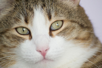 взгляд кота