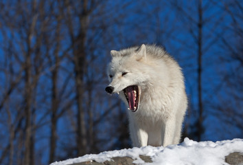A lone Arctic wolf (Canis lupus arctos) on a rock cliff in winter in Canada