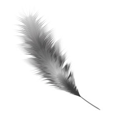 Feather black and white color. Vector illustration isolated on white background.
