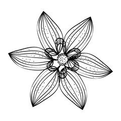 Beautiful flower in black and white icon vector illustration graphic design