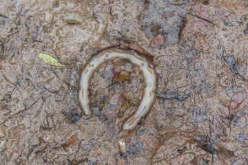 horse footprint in the mud