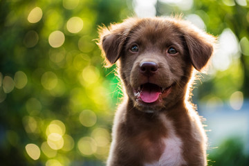 Portret van bruine puppy met bokeh achtergrond