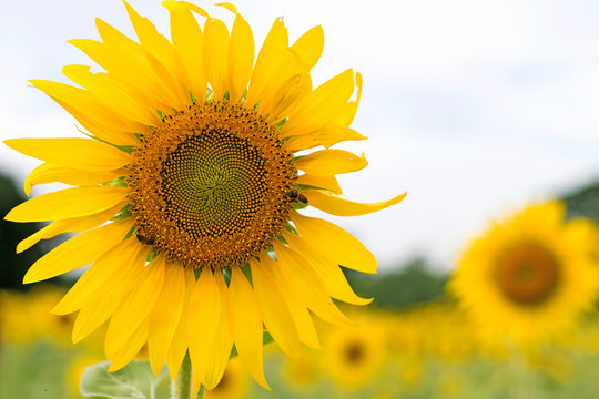 Beautiful sunflower in farm