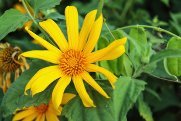 Bua Tong with beautiful close up on leaf green background