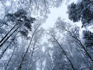 winter landscape forest in snow frost