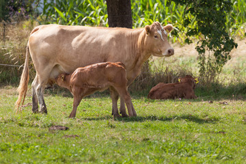 Kälbchen Kalb Kuh Weide