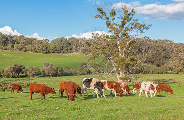 Fototapeta na wymiar Australian Cattle Farm