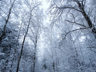 Fototapeta premium winter landscape forest in snow frost