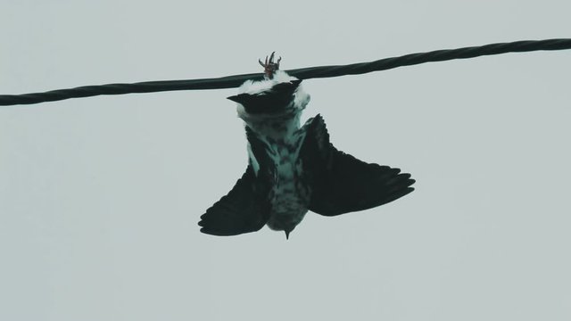 bird dead strangled by the trap