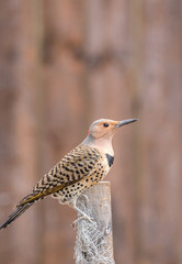 Yellow-shafted Flicker perched on wooden stake