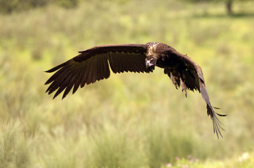 Black vulture flying. Aegypius monachus