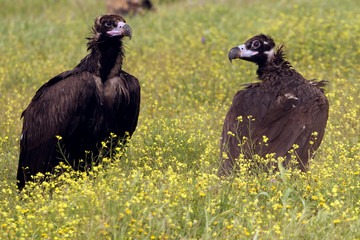 Male and female of Black vulture in mating season. Aegypius monachus