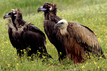 Black vulture and griffon vulture. Aegypius monachus
