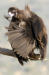 Black vulture. Aegypius monachus