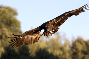 Black vulture flying. Aegypius monachus